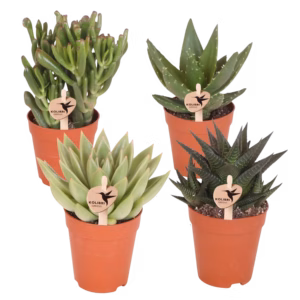 Set de cuatro plantas verdes ⌀ 9 cm