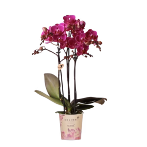 Paarse orchidee 'Morelia' Ø9cm
