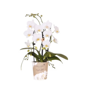 Orquídea Niagara Fall blanca Ø9 cm