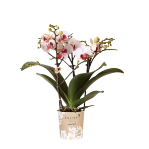 Witte orchidee 'Gibraltar' Ø9cm