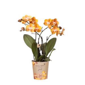 Orquídea naranja 'Las Vegas' ø 12 cm