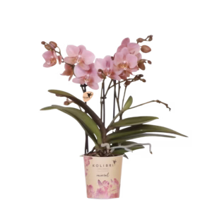 Orquídea rosa palo 'Treviso' Ø9cm