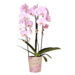 Roze Niagara Falls orchidee Ø12cm