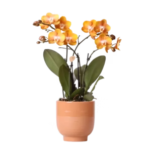 Orquídea naranja Las Vegas en maceta Glazed Ø12cm | cognac