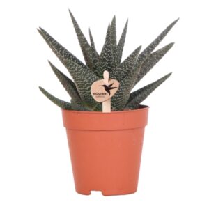 Suculenta Haworthia Royal Highness