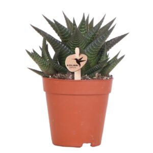 Suculenta Haworthia Limifolia