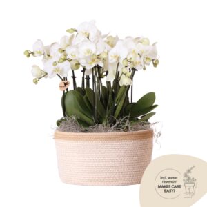 Mono Bouquet en cesta de algodón