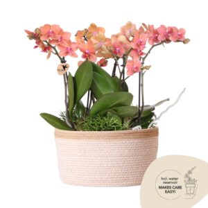 Jungle Bouquet en cesta de algodón - Naranja