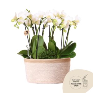 Jungle Bouquet in Cotton Basket - Wit
