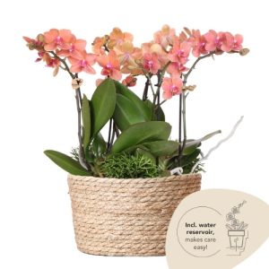 Jungle Bouquet in Reed Basket - Oranje