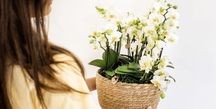 Orchideenstrauß | Kolibri Bouquet