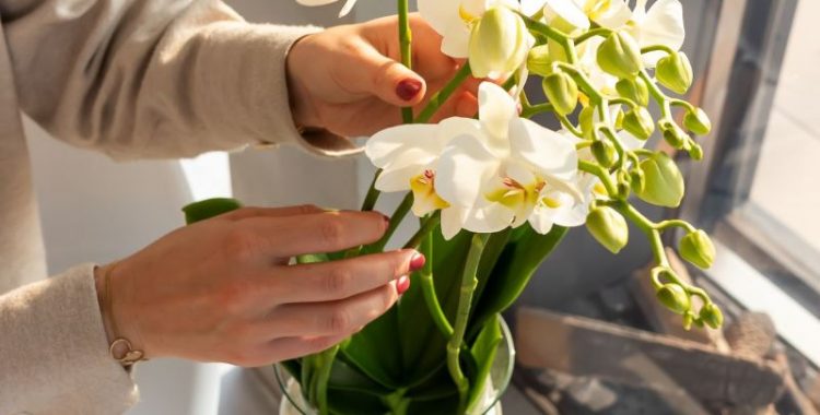 Wie pflegst du eine Kolibri Orchids Root | Orchidee in der Vase