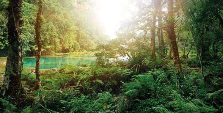 Waldbaden – ein Spaziergang in der Natur