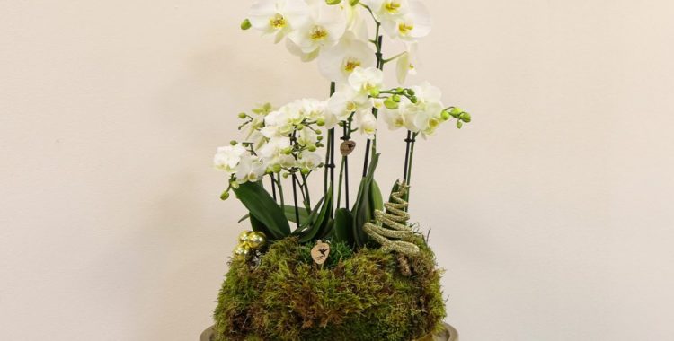 Weihnachtsgesteck basteln mit Orchideen