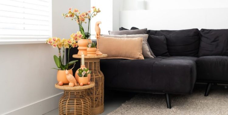 Koningsdag: Was bewirkt Orange im Interieur?