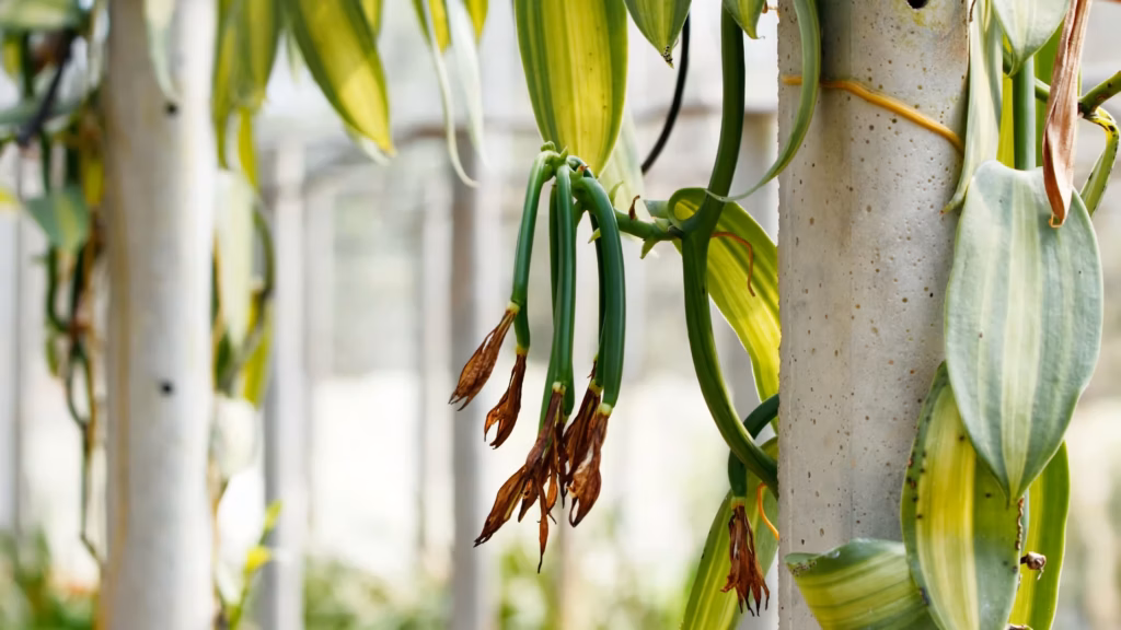 Die wundervolle Geschichte der Vanille-Orchidee