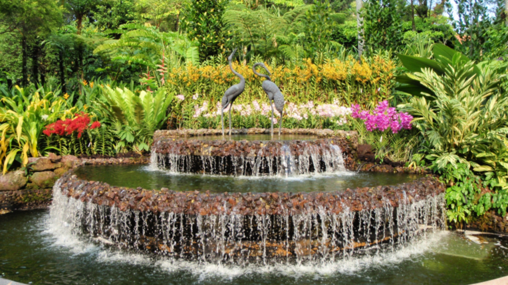 Alles, was du über Gartenorchideen wissen musst