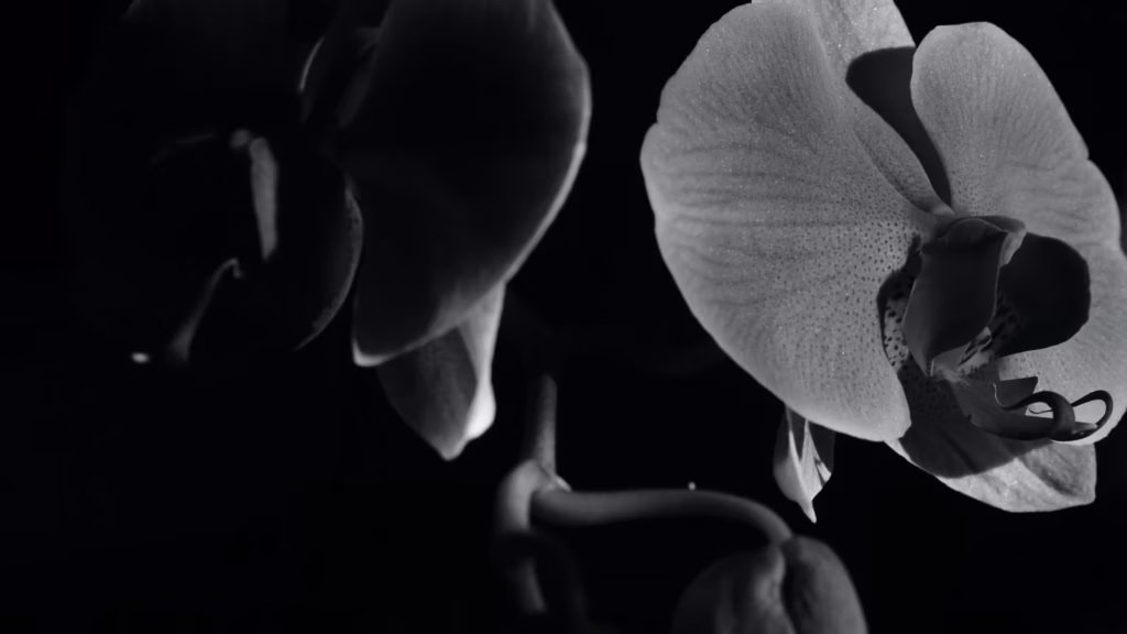 Mysteriös und bezaubernd: die schwarze Orchidee