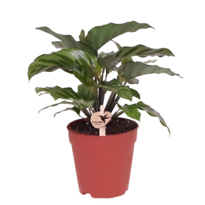 Calathea Freddie