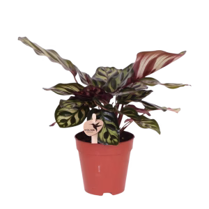 Calathea Makoyana