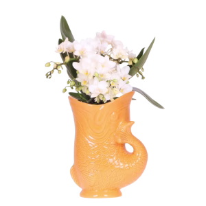 Witte orchidee 'Nazaré' in Fish sierpot | oranje