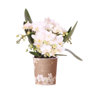 Witte orchidee 'Nazaré' Ø9cm