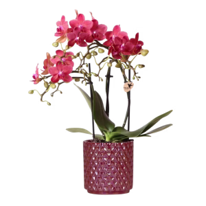 Rode orchidee Congo in Diamond Pearl pot | rood