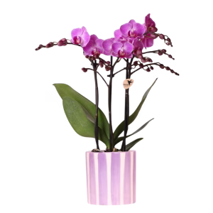 Orquídea morada Vienna en maceta Painted Stripe | lila