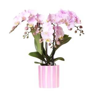 Orquídea rosa Portugal en maceta Painted Stripe rosa
