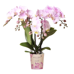 Roze orchidee 'Portugal' Ø9cm