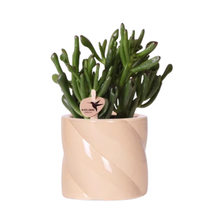 Succulent Crassula Hobbit in Candy pot Ø9cm | peach