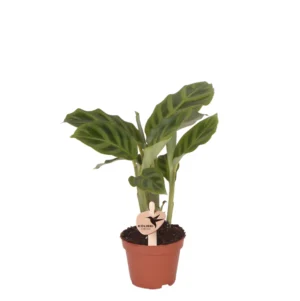 Calathea Freddie - ø 6 cm