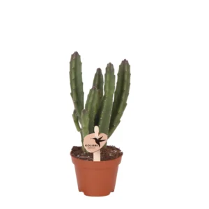 Stapelia Leendertziae - ø 6 cm