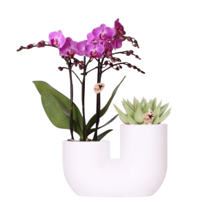 Orquídea rosa Vienna y suculenta en maceta decorativa Tube | blanco