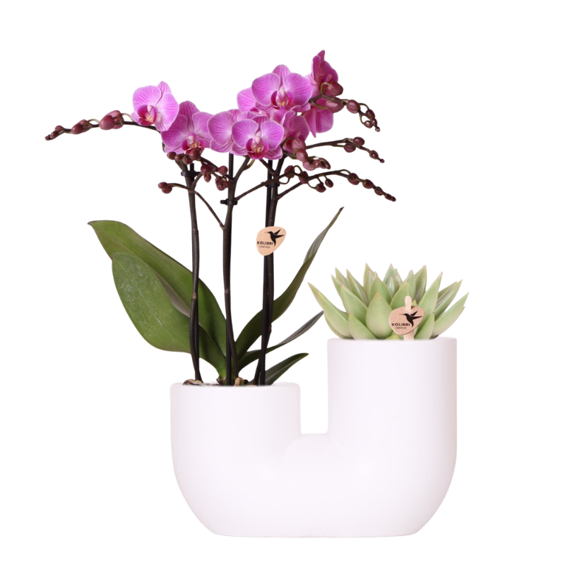 Roze orchidee Vienna en succulent in Tube sierpot | wit