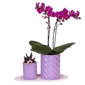 Gift set Optimism small | paars