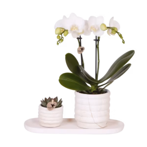 Set de regalo Slow Living pequeño