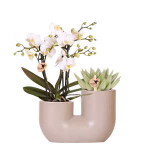 Set de orquídea blanca y suculenta en maceta decorativa Tube arena
