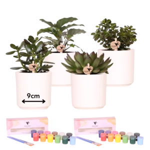 Pack Creatives - Artista Principiante para 4 personas - suculentas