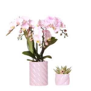 Set de plantas 'Candy'