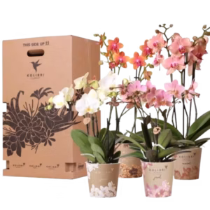 Kolibri Surprise box 4 unidades 12 cm
