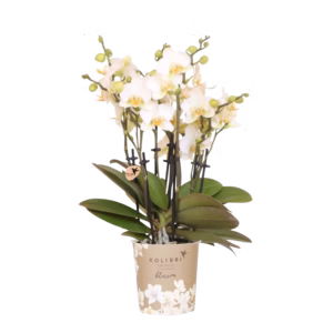 Witte orchidee 'Lausanne' Ø12cm