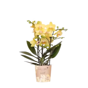 Gele orchidee 'Albenga' Ø9cm