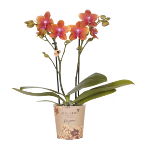 Orquídea fragante naranja Ø9 cm