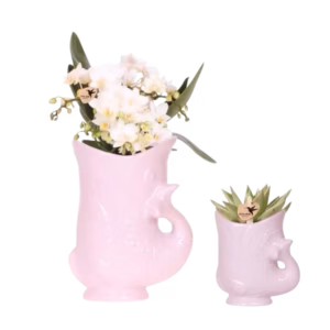 Set de plantas Fish | rosa