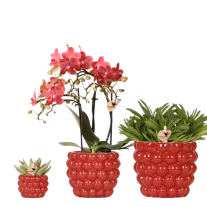 Set de plantas Berry