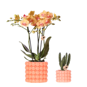 Set de plantas Poppy | naranja