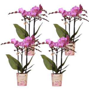 PACK AHORRO – 4 orquídeas Vienna moradas