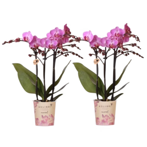 OFERTA COMBINADA – 2 orquídeas Vienna moradas