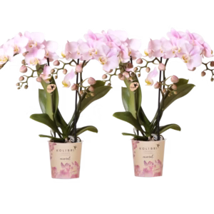 OFERTA COMBINADA – 2 orquídeas Portugal rosas